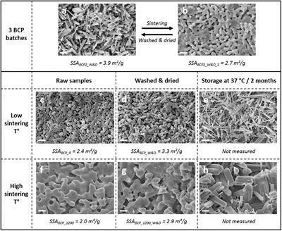 Bioactivity of Biphasic Calcium Phosphate Granules, the Control of a Needle-Like Apatite Layer Formation for Further Medical Device Developments